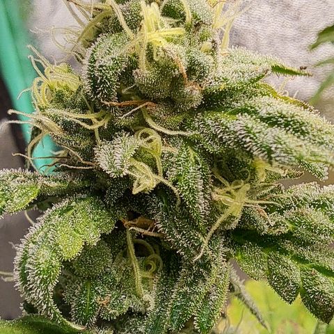 Krillins Kush (vsmkr cut)GlobalGrowcup growlog timeline photo