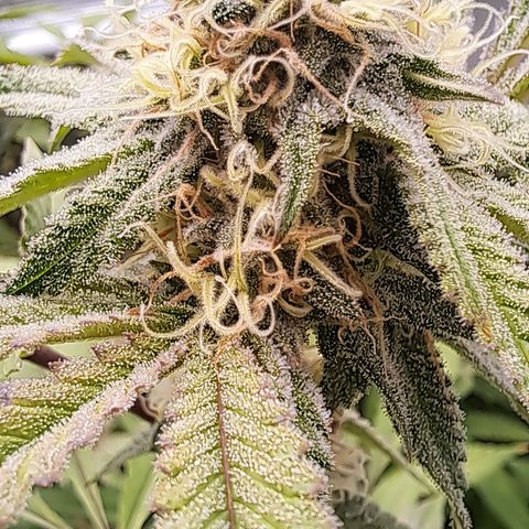 Mutiny (pheno #4) growlog timeline photo