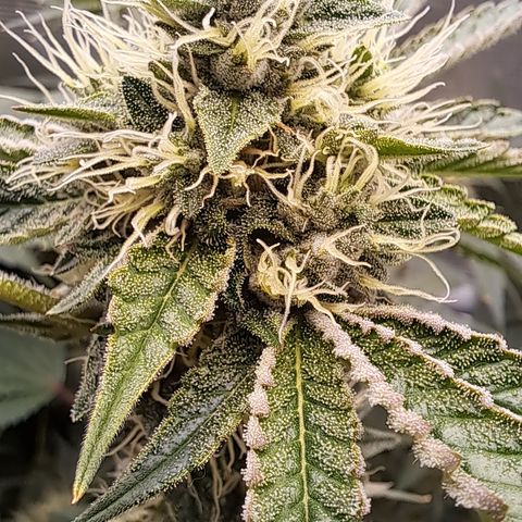 Mean Dawg by TreeOfLifeGardens  growlog timeline photo