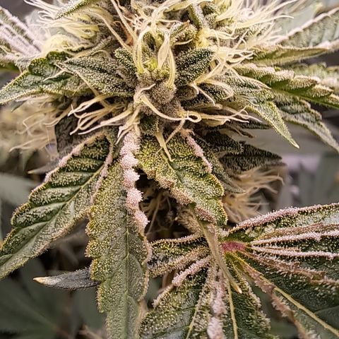 Mean Dawg by TreeOfLifeGardens  growlog timeline photo