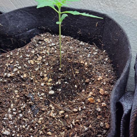 Northern Lights auto growlog timeline photo