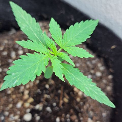 Northern Lights auto growlog timeline photo