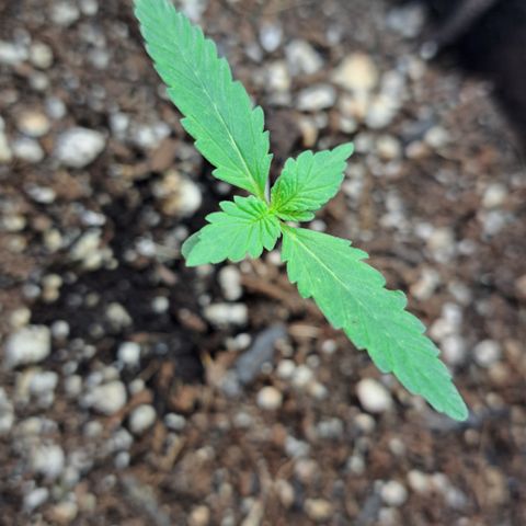 Kabul auto - Divine Seeds growlog timeline photo