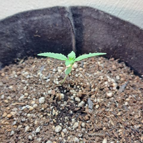 Kabul auto - Divine Seeds growlog timeline photo