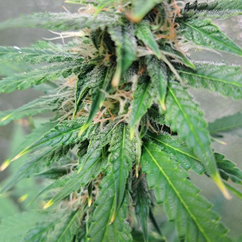 Blueberry Kush auto by Nirvana  growlog timeline photo