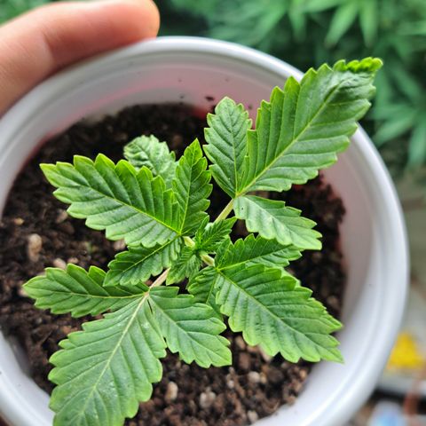 Hindu Kush -divine seeds growlog timeline photo