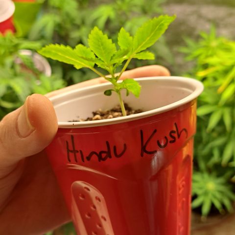 Hindu Kush -divine seeds growlog timeline photo