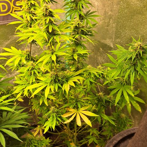 Blueberry Kush auto by Nirvana  growlog timeline photo