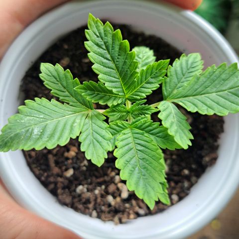 Hindu Kush -divine seeds growlog timeline photo