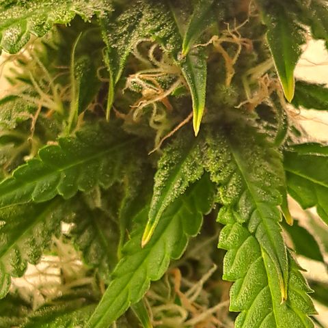 Blueberry Kush auto by Nirvana  growlog timeline photo