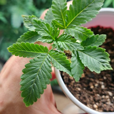 Candy growlog timeline photo