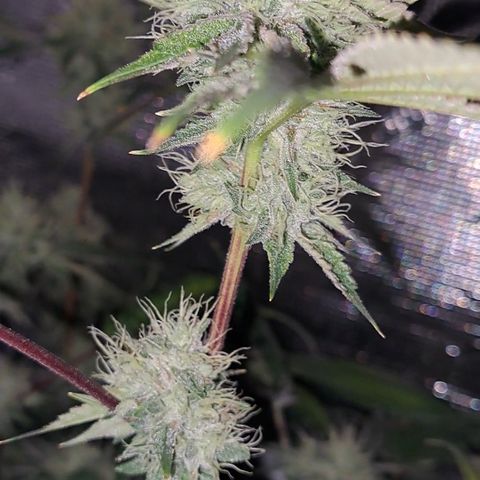Mean Dawg by TreeOfLifeGardens  growlog timeline photo
