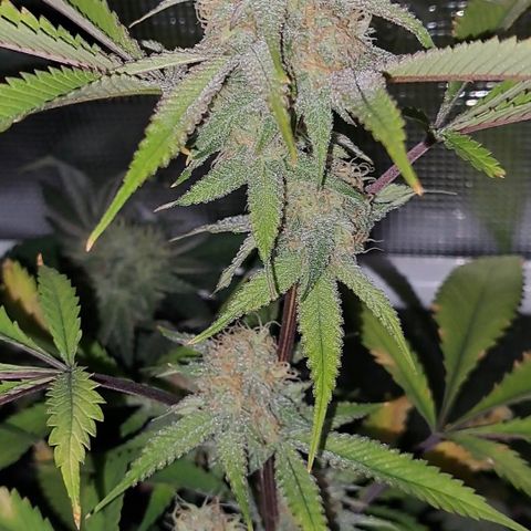 Mutiny (pheno #4) growlog timeline photo