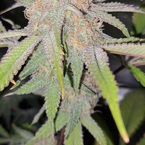 Mutiny (pheno #4) growlog timeline photo