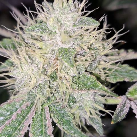 Mean Dawg by TreeOfLifeGardens  growlog timeline photo