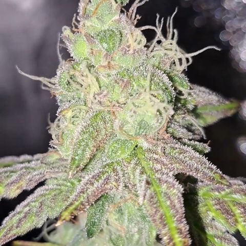 Krillins Kush (vsmkr cut)GlobalGrowcup growlog timeline photo