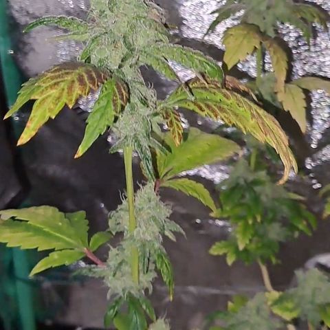 Krillins Kush (vsmkr cut)GlobalGrowcup growlog timeline photo