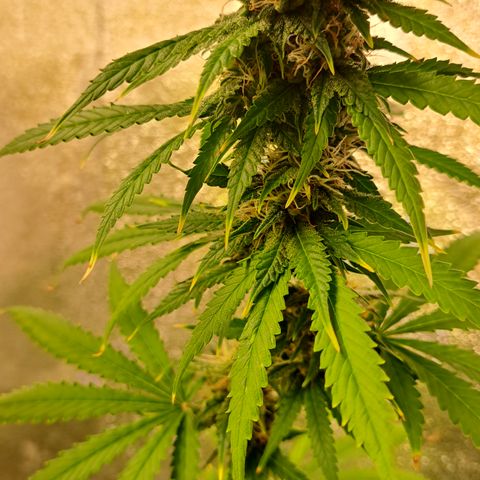 Blueberry Kush auto by Nirvana  growlog timeline photo