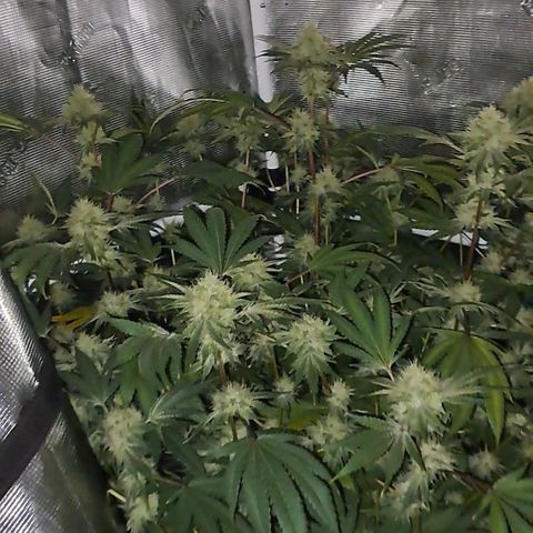 Mean Dawg by TreeOfLifeGardens  growlog timeline photo