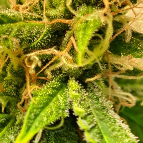 Blueberry Kush auto by Nirvana  growlog timeline photo