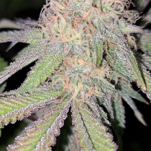 Mutiny (pheno #4) growlog timeline photo