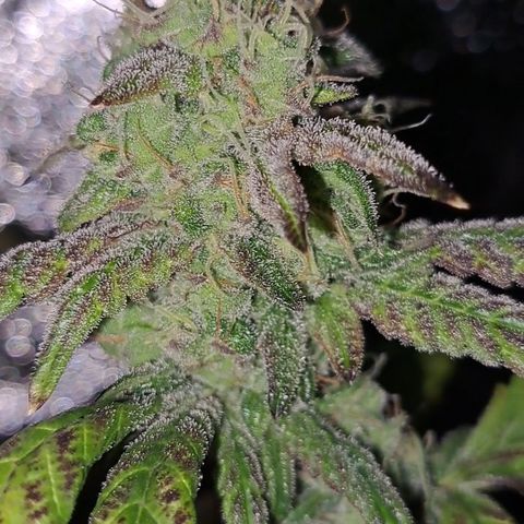 Krillins Kush (vsmkr cut)GlobalGrowcup growlog timeline photo