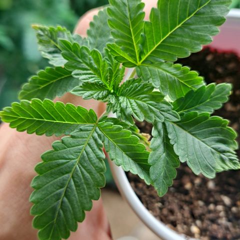 Candy growlog timeline photo