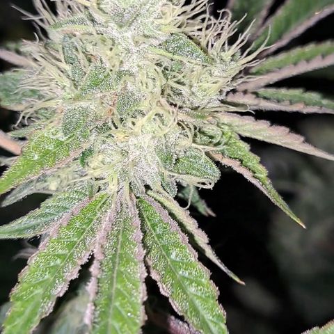 Mean Dawg by TreeOfLifeGardens  growlog timeline photo