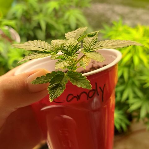 Candy growlog timeline photo