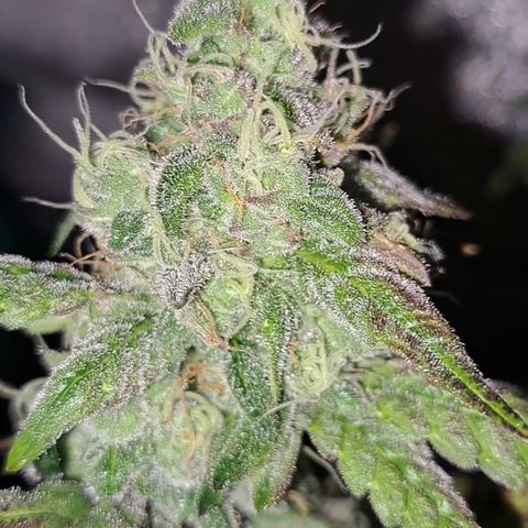 Krillins Kush (vsmkr cut)GlobalGrowcup growlog timeline photo