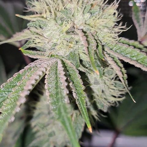 Mean Dawg by TreeOfLifeGardens  growlog timeline photo