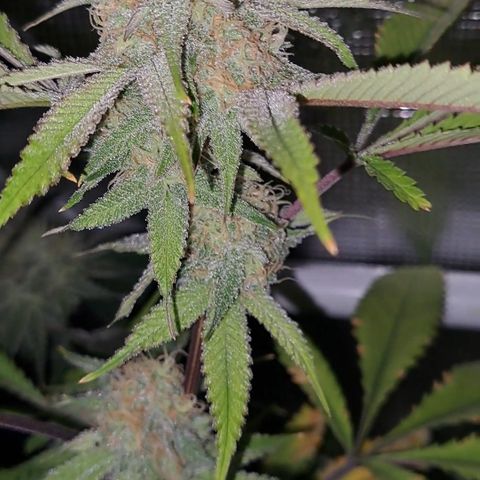 Mutiny (pheno #4) growlog timeline photo