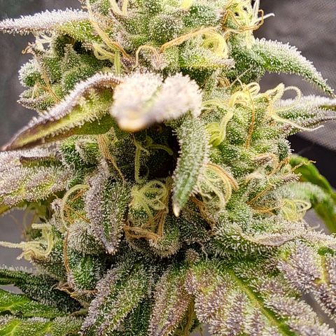 Krillins Kush (vsmkr cut)GlobalGrowcup growlog timeline photo