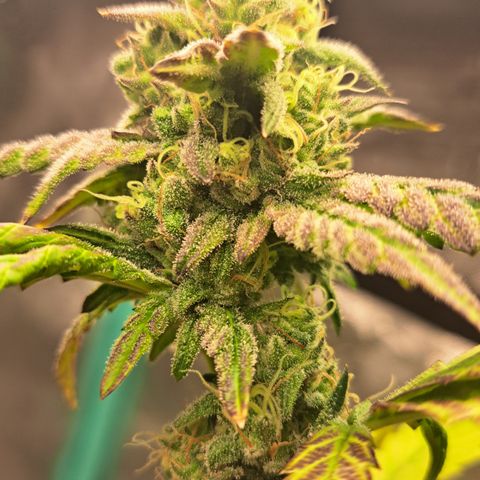 Krillins Kush (vsmkr cut)GlobalGrowcup growlog timeline photo