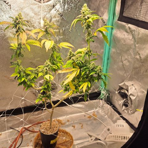 Krillins Kush (vsmkr cut)GlobalGrowcup growlog timeline photo