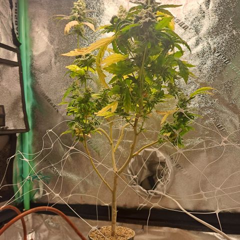 Krillins Kush (vsmkr cut)GlobalGrowcup growlog timeline photo