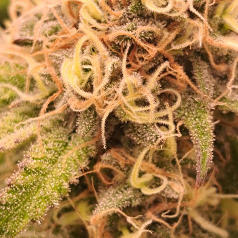 Mutiny (pheno #4) growlog timeline photo
