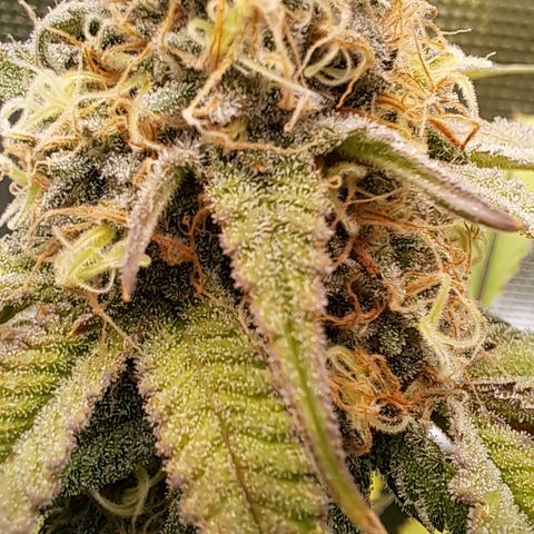 Mutiny (pheno #4) growlog timeline photo