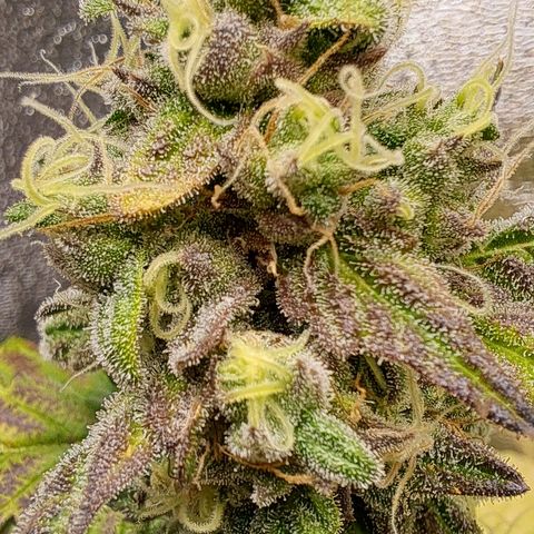 Krillins Kush (vsmkr cut)GlobalGrowcup growlog timeline photo