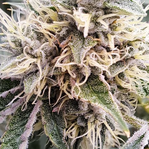 Mean Dawg by TreeOfLifeGardens  growlog timeline photo