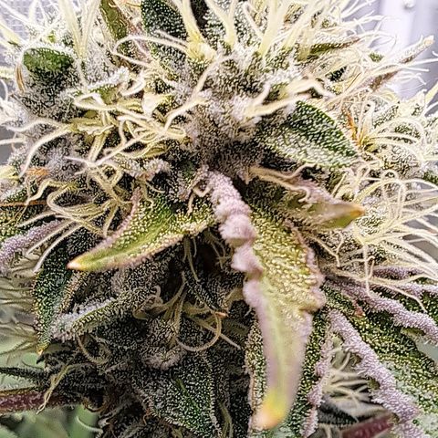 Mean Dawg by TreeOfLifeGardens  growlog timeline photo