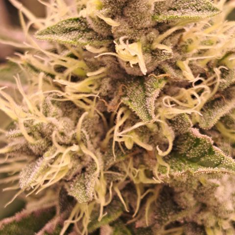 Mean Dawg by TreeOfLifeGardens  growlog timeline photo