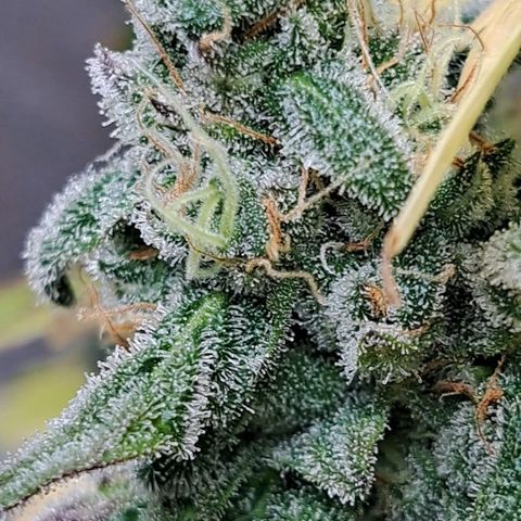 Krillins Kush (vsmkr cut)GlobalGrowcup growlog timeline photo