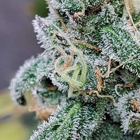 Krillins Kush (vsmkr cut)GlobalGrowcup growlog timeline photo