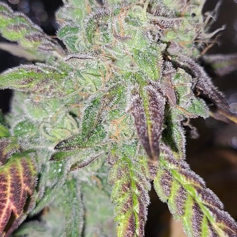 Krillins Kush (vsmkr cut)GlobalGrowcup growlog timeline photo