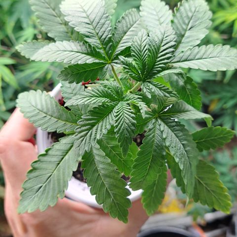 Candy growlog timeline photo