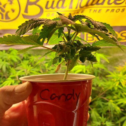 Candy growlog timeline photo