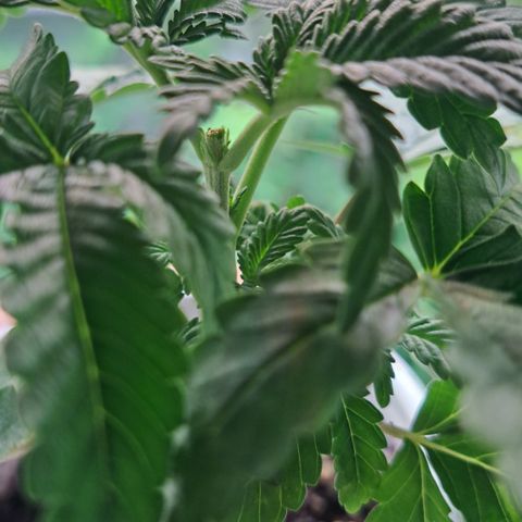 Candy growlog timeline photo