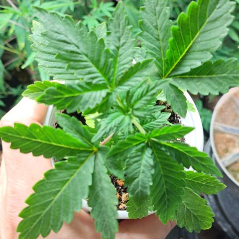 Hindu Kush -divine seeds growlog timeline photo