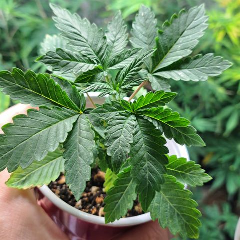 Hindu Kush -divine seeds growlog timeline photo